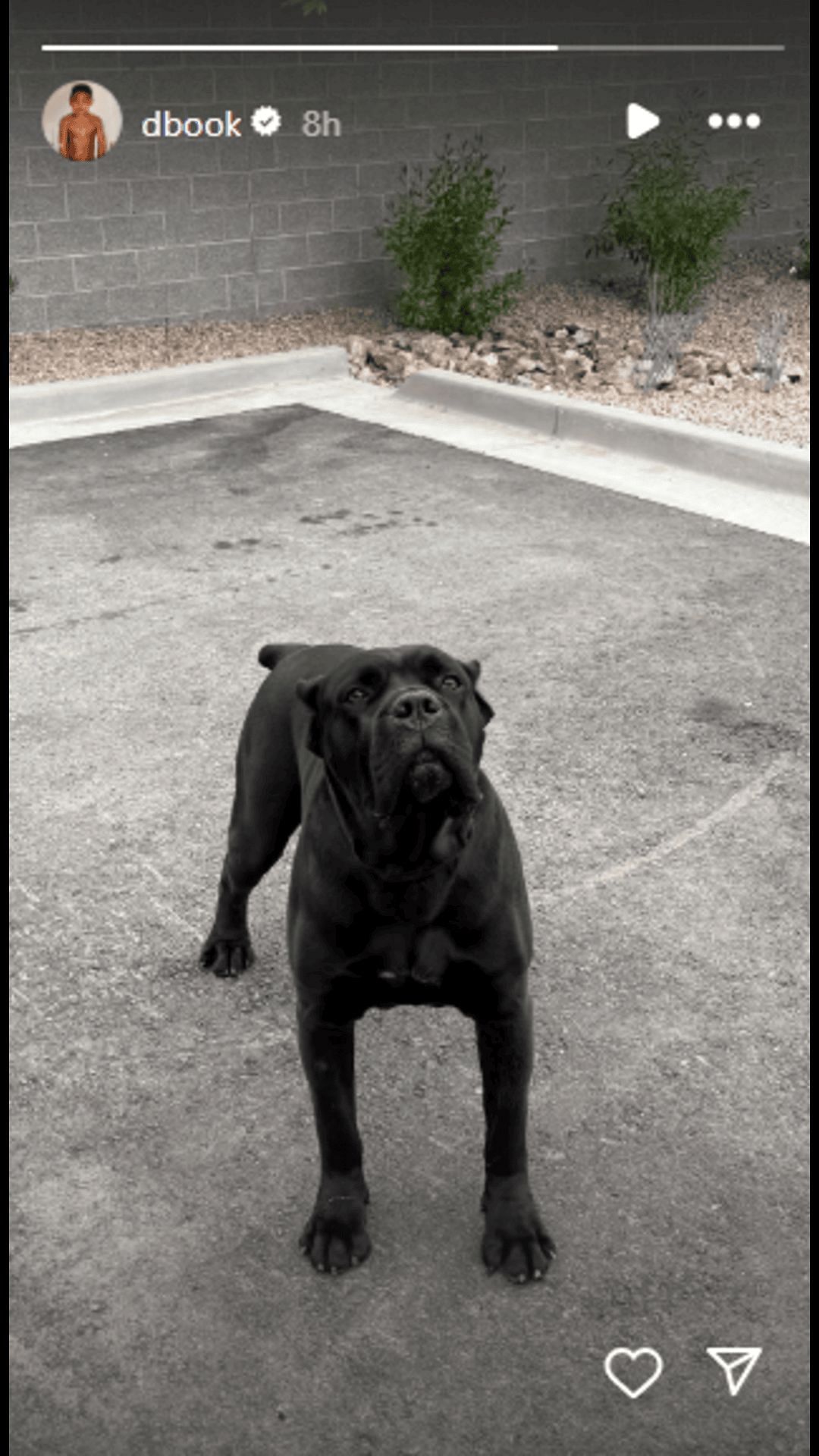 Devin Booker's canine friend welcomes him back home. Credit: Booker/IG